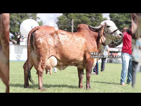 LOTE 16 SIERRA FUBE 658