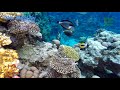Among the coral reefs of the Red Sea. Relaxing Oceanscapes. Part 2 / Среди коралловых рифов.