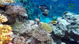Among the coral reefs of the Red Sea. Relaxing Oceanscapes. Part 2 / Среди коралловых рифов.