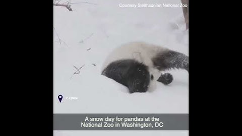 A snow day for pandas at the National Zoo in Washington, DC