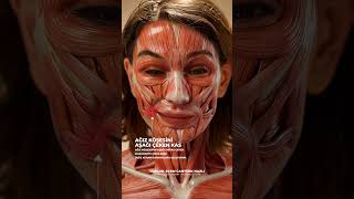 Yüzümüzdeki Kaslar Hangi Mimik Hareketine Nasıl Tepkiler Veriyor