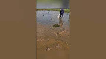 Cận cảnh quậy sìn bắt tôm càng xanh ở miền tây hốt mỏi tay #shorts #crsyfish