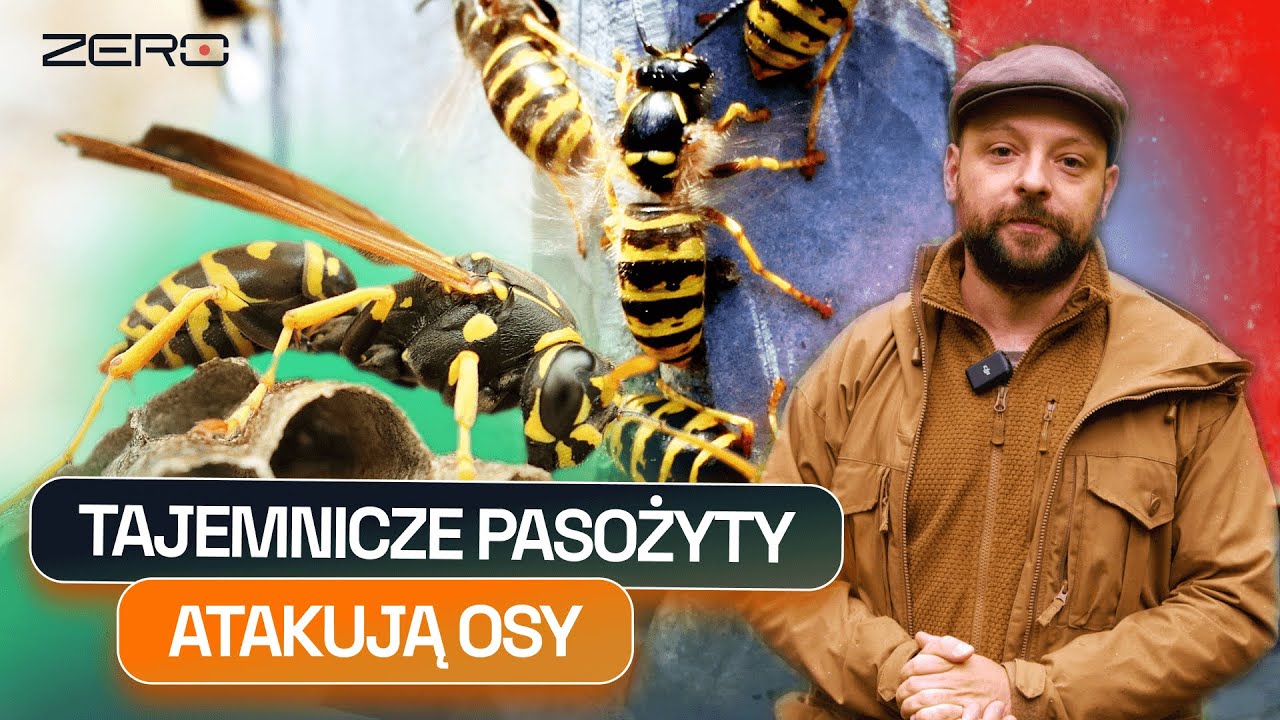 LARWY, KTÓRE ŻYJĄ W CIAŁACH OS | GATUNEK ZERO #70