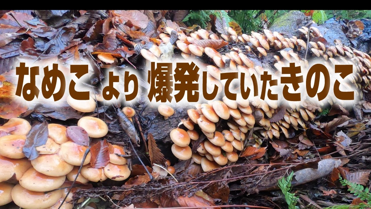 なめこより爆発していたきのこが・・・