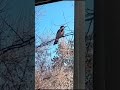 Hungry Woodpecker on my Bird Feeder