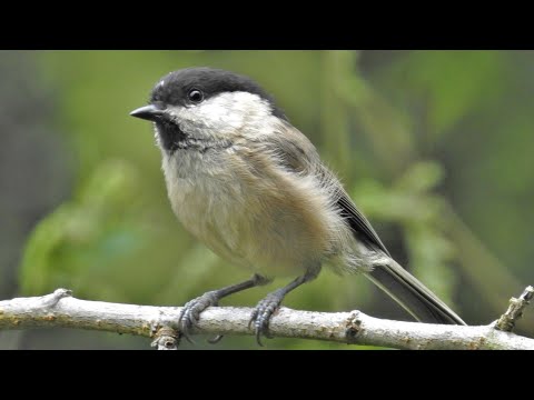 Marsh Tit Singing / Crnoglava sjenica (Poecile palustris) ▶️4K