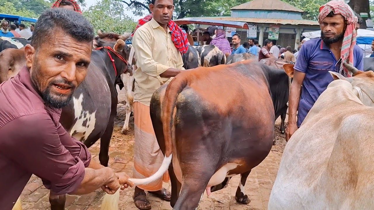 হাজার হাজার গাভীর আমদানি হয়ে থাকে বগুড়ার এই বিখ্যাত ধাপের হাটে ২০২৫ || gorur hat || cow market