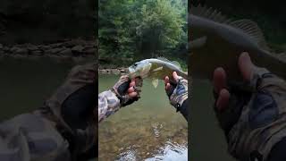 Expected a Rock Bass, Landed a Smallie  #fishingcentric #smallmouthbass #kayakbassfishing #fishing