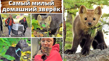Соболь - самый милый домашний зверек. Моя новая фобия. Russian sables