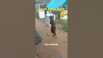 Thumbnail of Bocah Ajaib Viral gendong anak buaya #viral #buaya #shorts