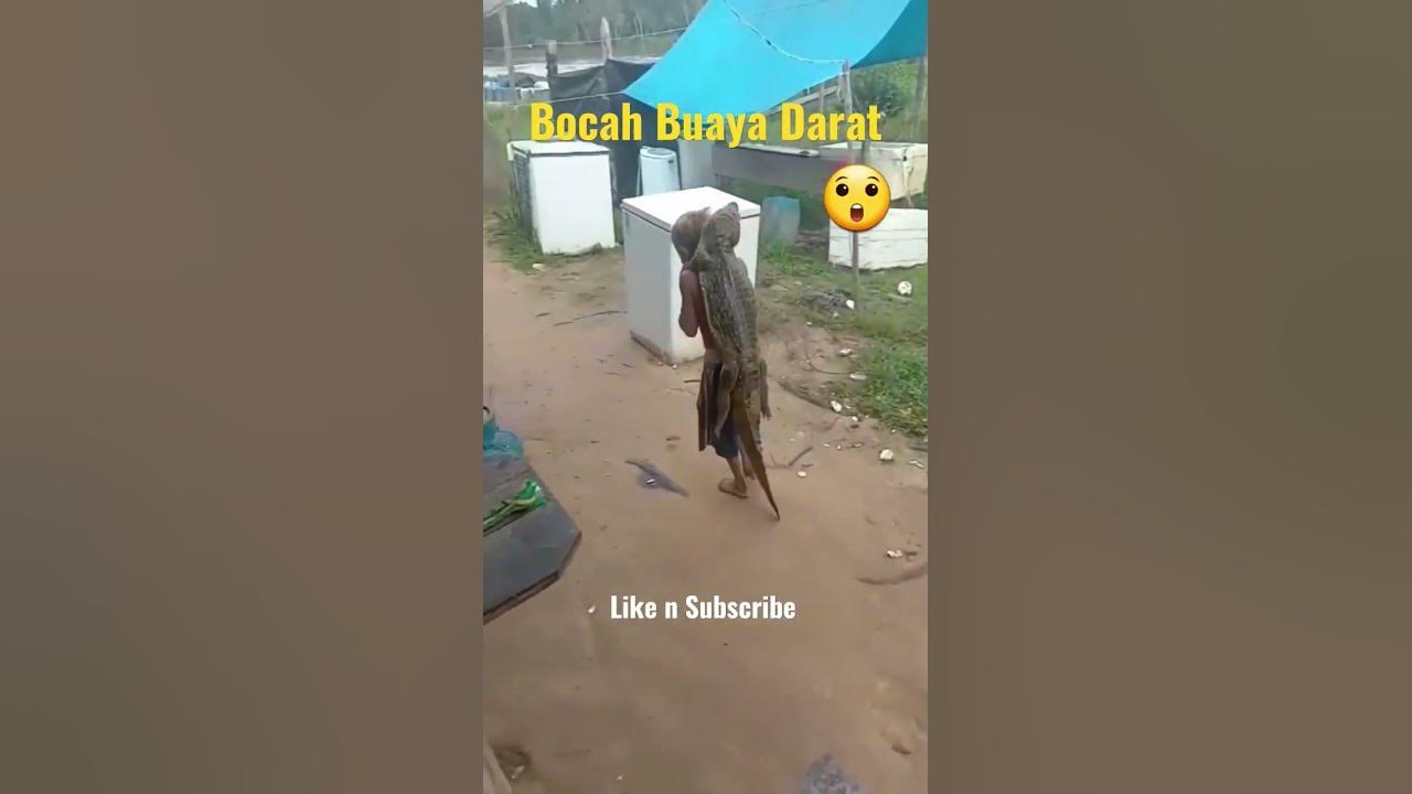 Bocah Ajaib Viral gendong anak buaya #viral #buaya #shorts