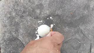 examining an unhatched Hooded Merganser egg