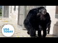 Camera captures emotional moment cage chimp sees sky for first time  usa today