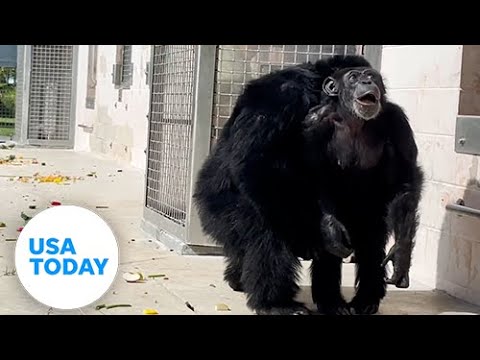 Camera captures emotional moment cage chimp sees sky for first time | USA TODAY