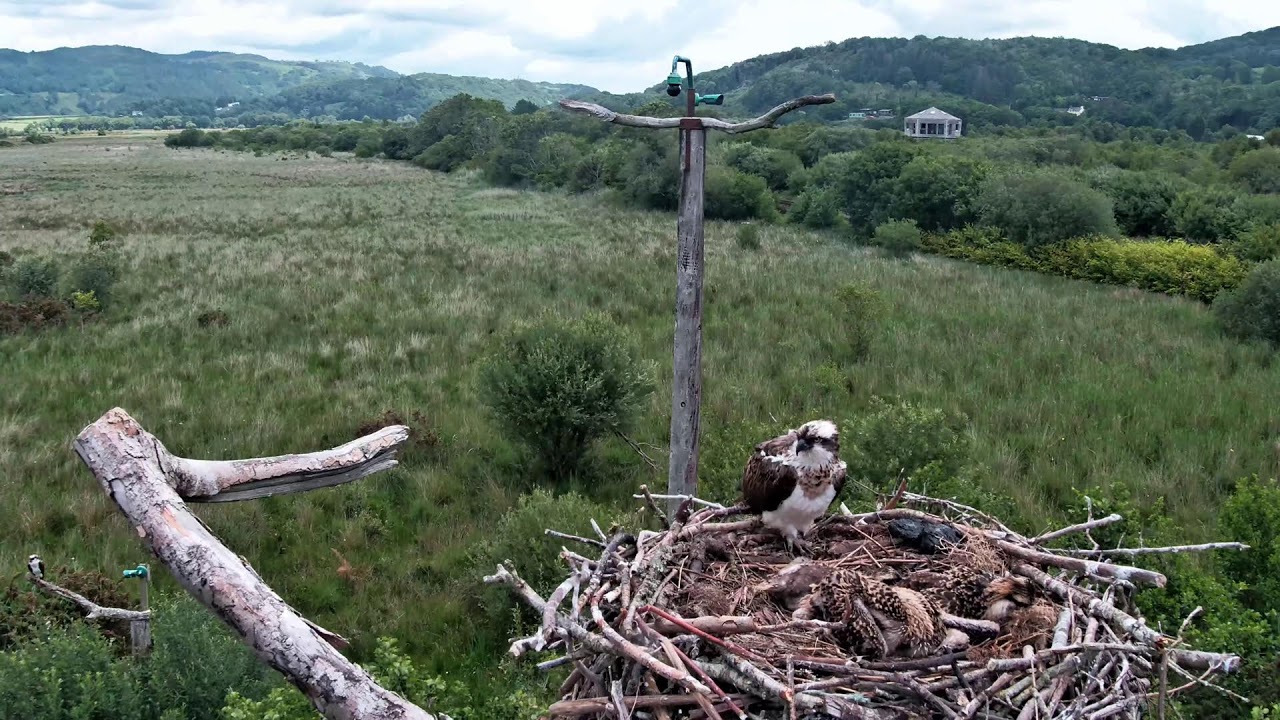 🦅 Dyfi Osprey Project (WALES): LIVE STREAMING 2025 in 4K 🦅