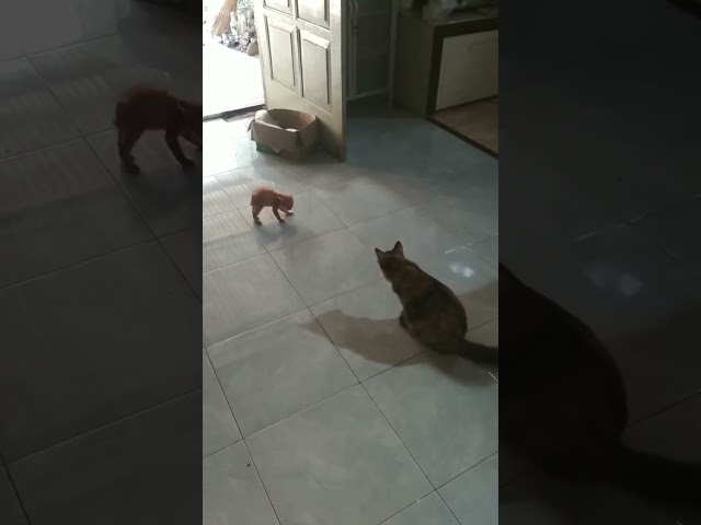 Nyali besar!! keberanian kitten oyen mau menyerang kucing dewasa. class=