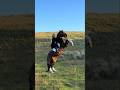 horse run and jumping #riding #horsetrack