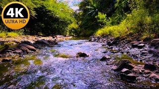 Beautiful River Sounds Relaxing Water Sounds | Birds chirping | Peaceful Ambience for Sleep, Study