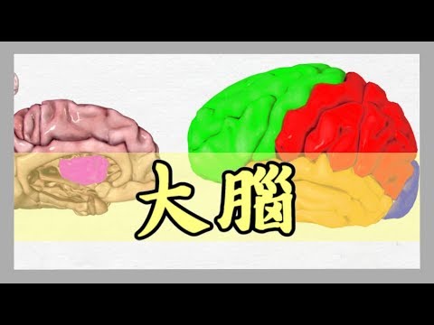 Chung 阿聰