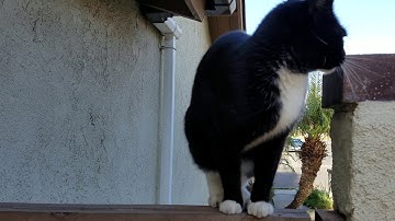 INTRODUCING... MR. WHISKERS ...