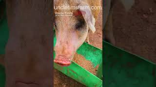 That’s a Hungry Pig @UncleTimsFarm   #kärnəvór #carnivore #shorts #hereford #freerangepigs