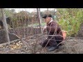 Осенняя обрезка кустов винограда. Нарезка лозы винограда для выращивания саженцев