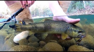 WILD Brown TROUT!! (2020 Season Opening) Slaying with Hardbodies!