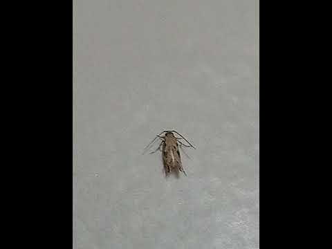 Crystal Of Faded Childhood Kairi The Maid Sped Up Loop