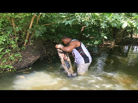 Video: ¿Hay muchos peces con videollamadas?