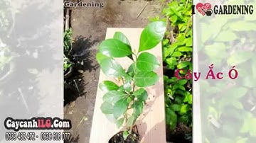 Trồng Hàng Rào Cây Hắc Ó