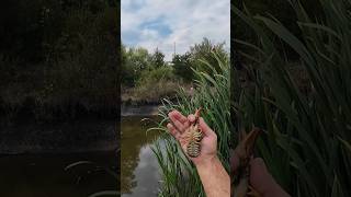 Рыбалка, ловля раков на раколовку.