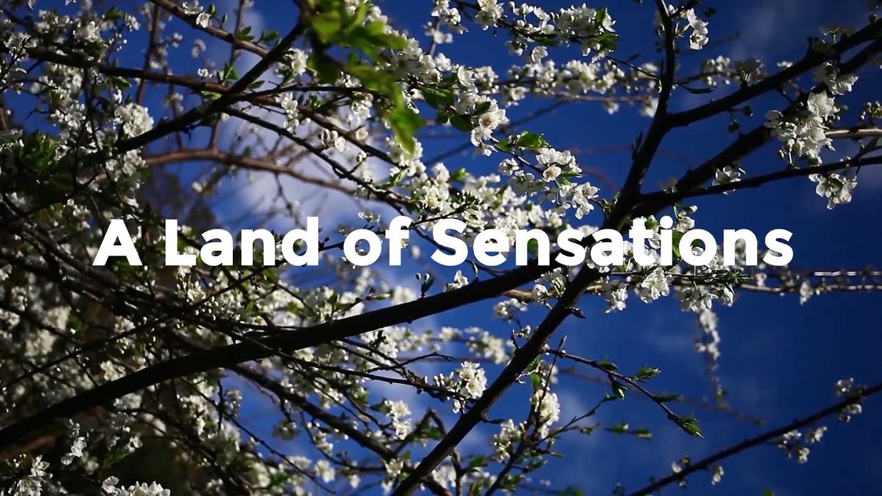 A Taste of Portugal | A Land of Sensations