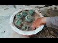 Cactus plants shifting