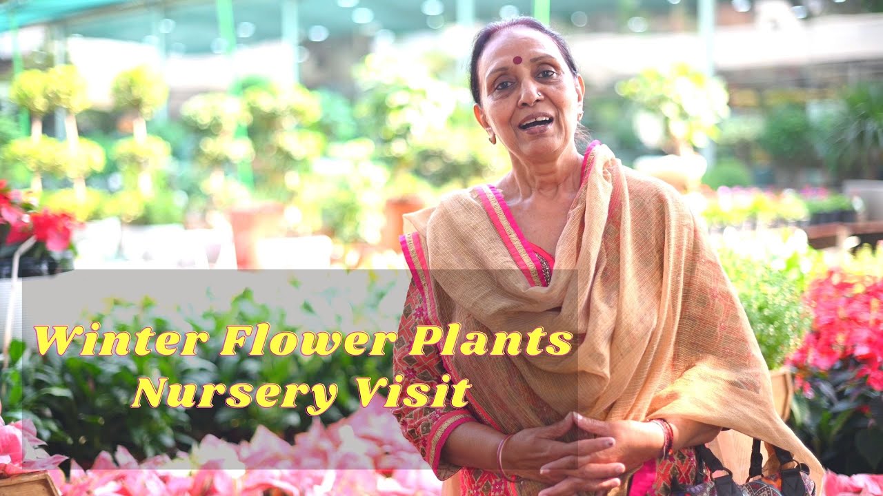 Winter Flower Plants Nursery Visit I Biggest Plants Nursery in Gurgaon