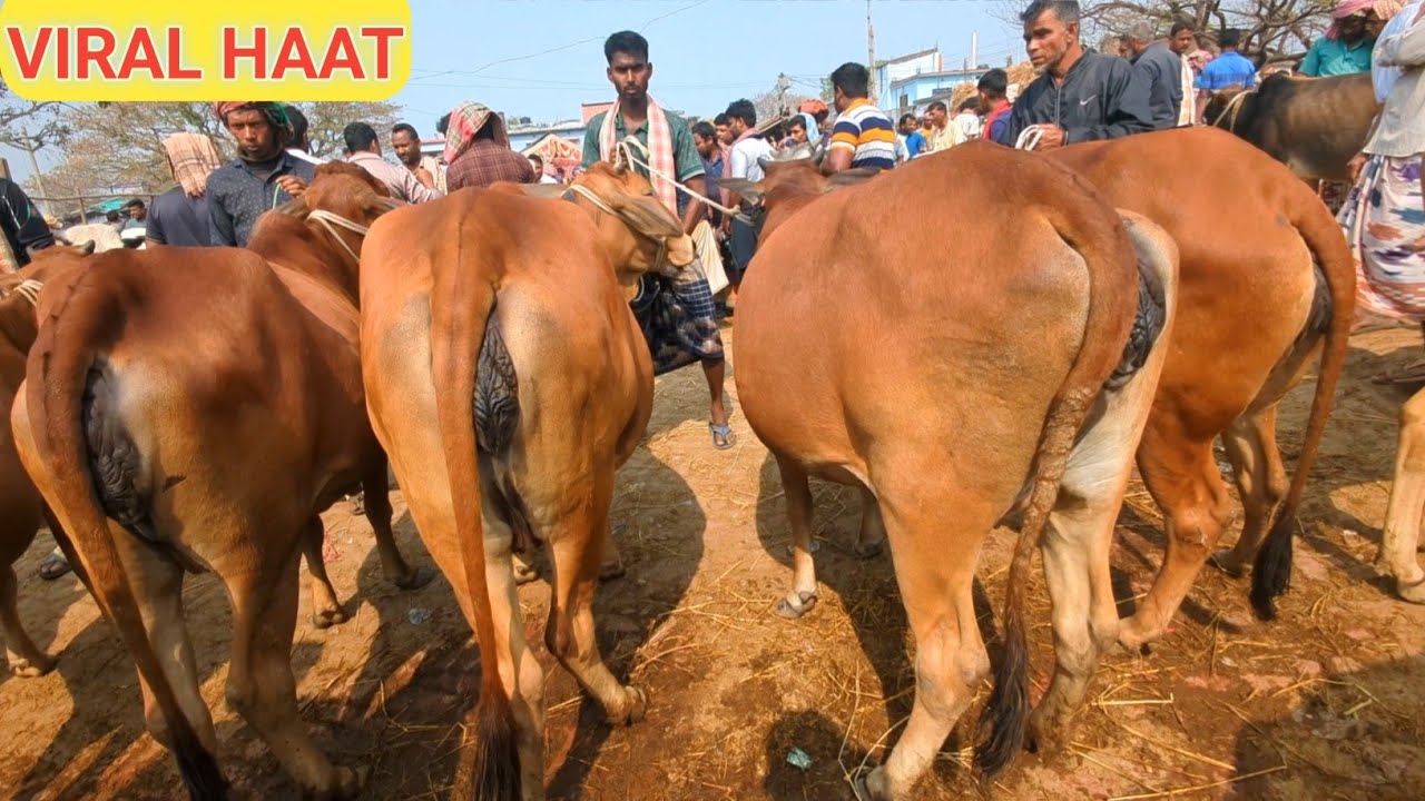 বাংলাদেশের মধ্যে সেরা একটা-ই গাভিন গরুর হাট। শত শত শাহিওয়াল গাভিন গরুর বাজার। দাম দর সহ বিস্তারিত 