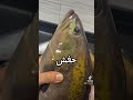 انواع سمك لبنان   سمك سمكة اكسبلور صيد سمك  بحر