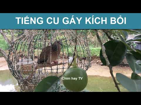 Tiếng chim cu gáy kích bổi (kèm file mp3) | Chim hay TV