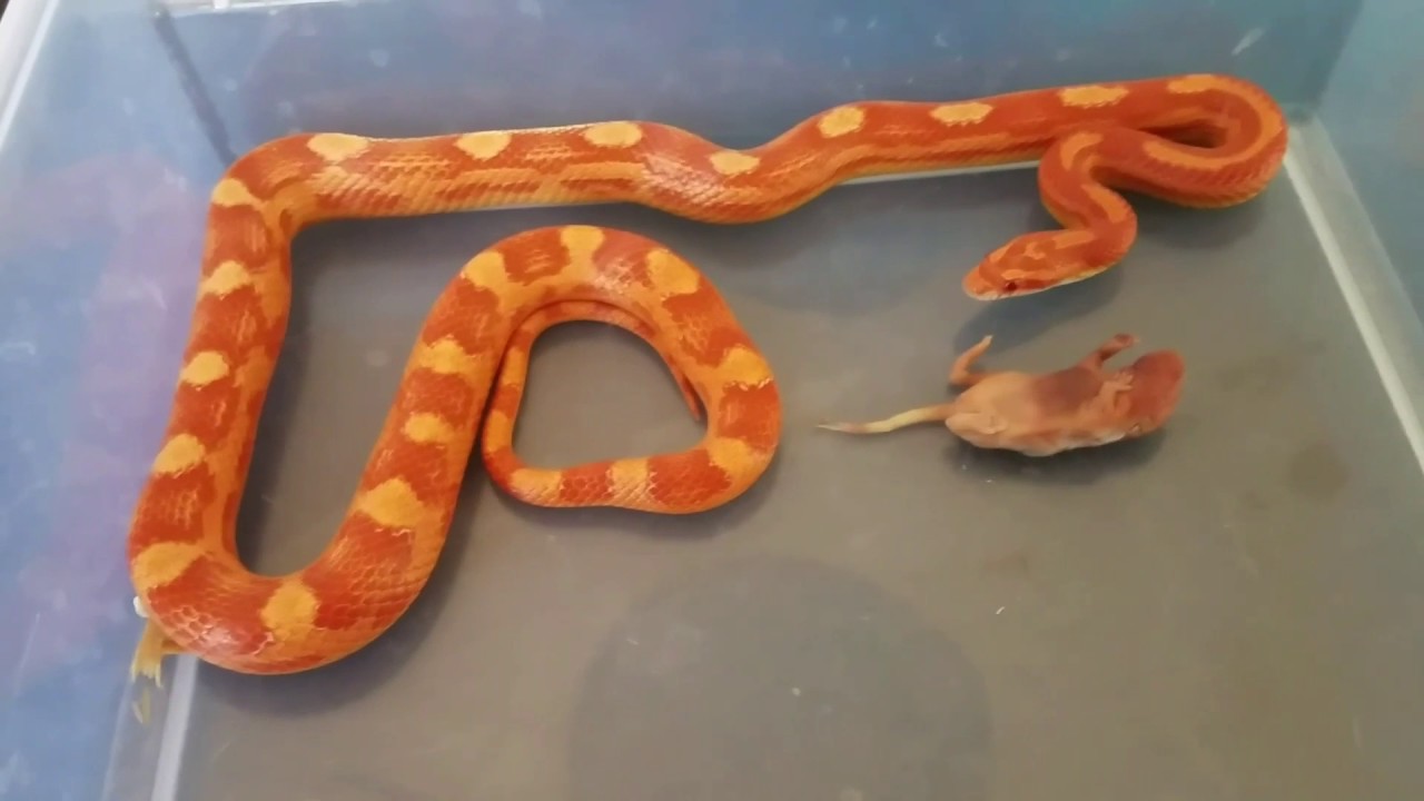 Corn Snake YouTube