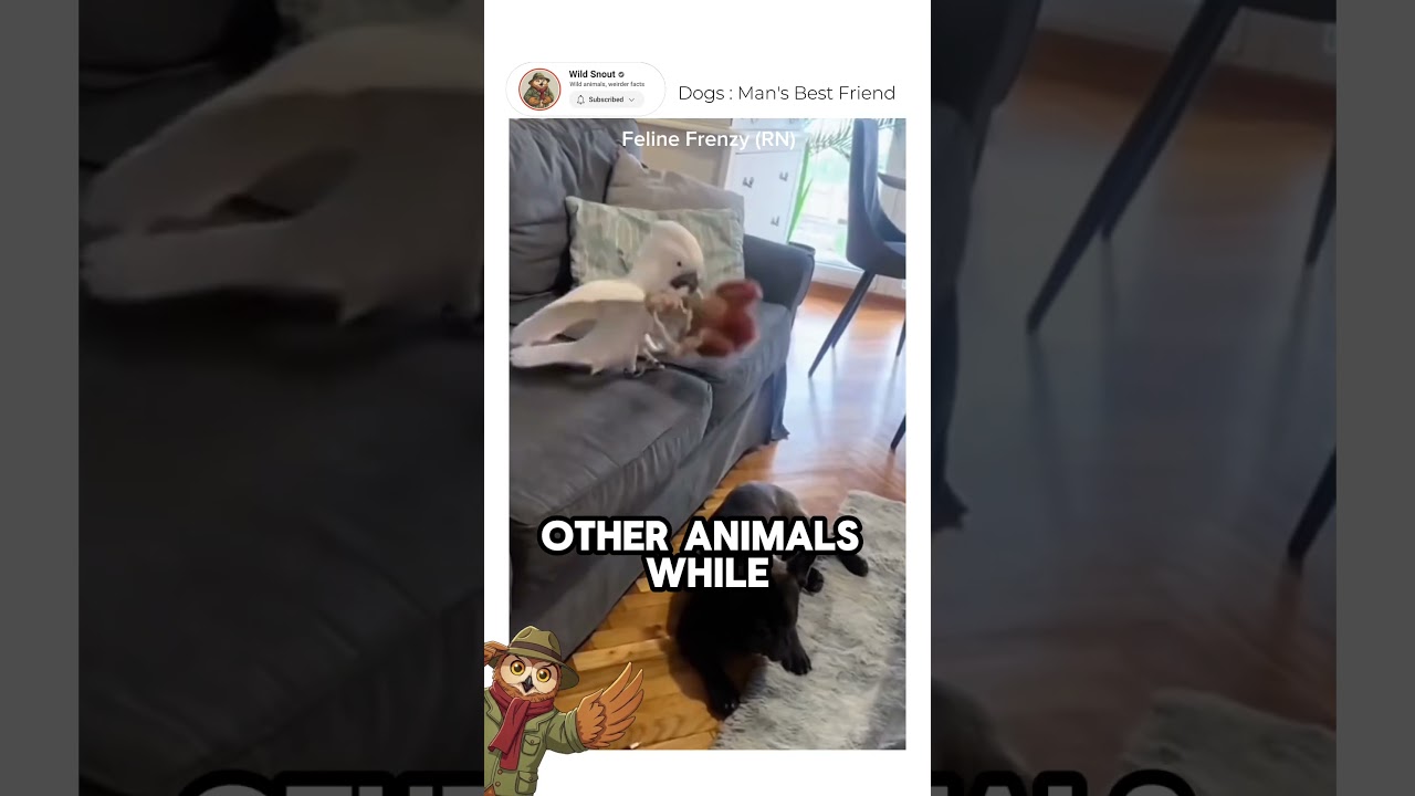 Why Dogs Should Be Our Coworkers, Not Our Pets?🧐 | 