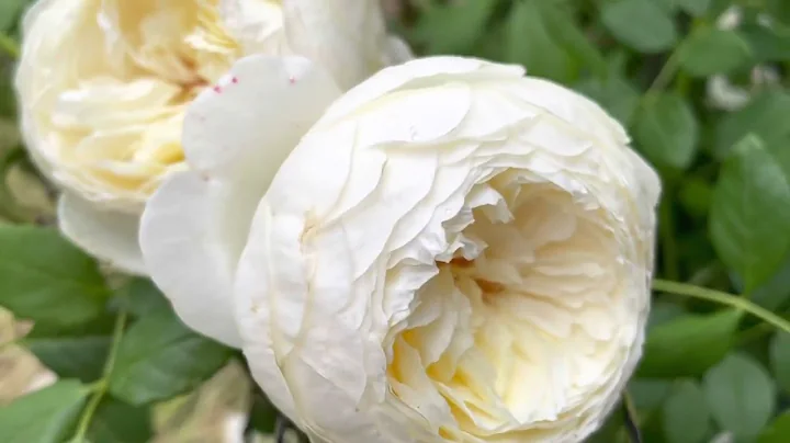 David Austin roses Claire Austin English climbing ...