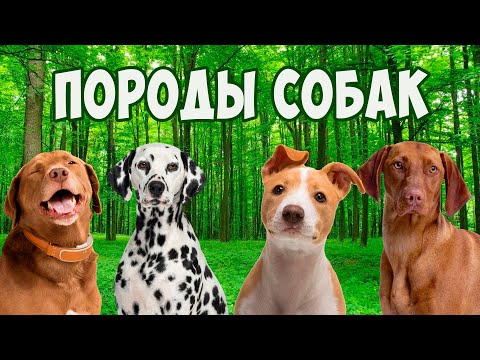 Видео: Породи пеперуди: имена, описание, снимка