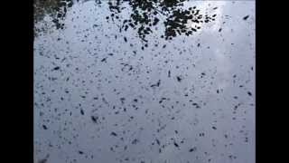 Swarm of bees