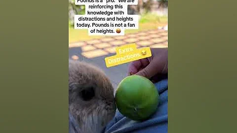 How To Teach Your Rabbit Their Name!