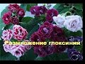 Комнатное растение. Глоксиния- размножение. (только для новичков)