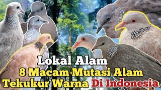 8 Types of Natural Mutated Color Spotted Doves in Indonesia. #spotteddove #tekukurindonesia #teku...