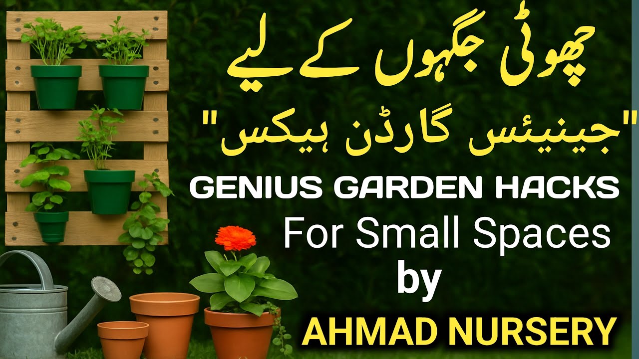 Top 5 Genius Gardening Hacks for Small Homes & Spaces by ahmad nursery