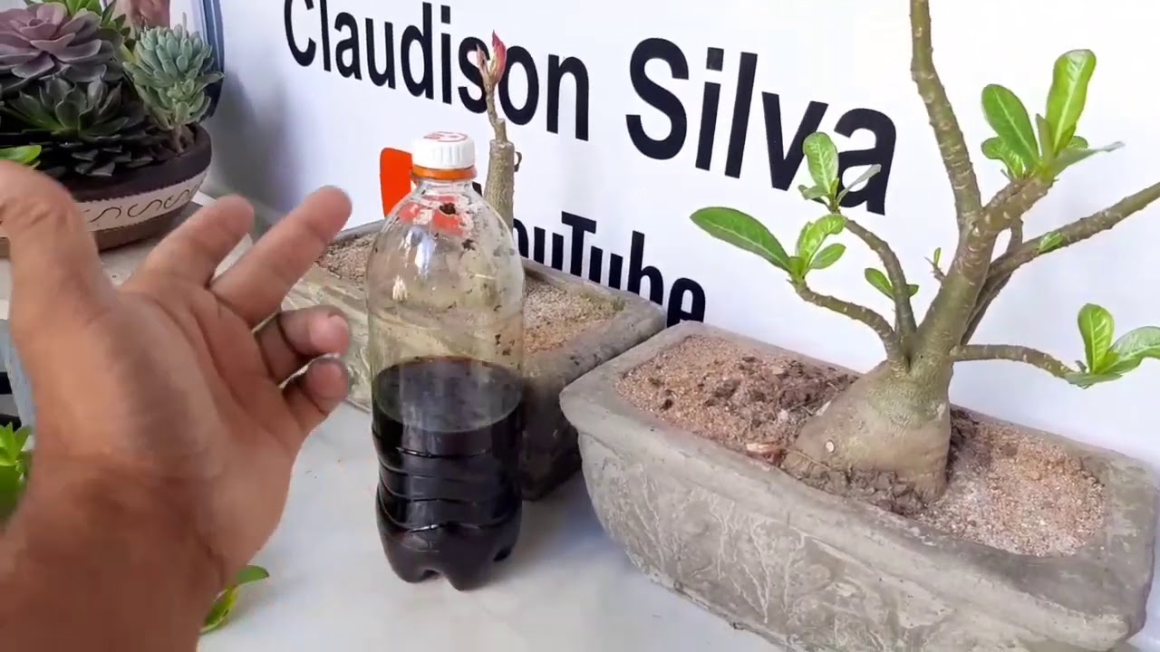 inseticida caseiro feito com fumo para rosa do deserto e qualquer tipo de plantas e legumes