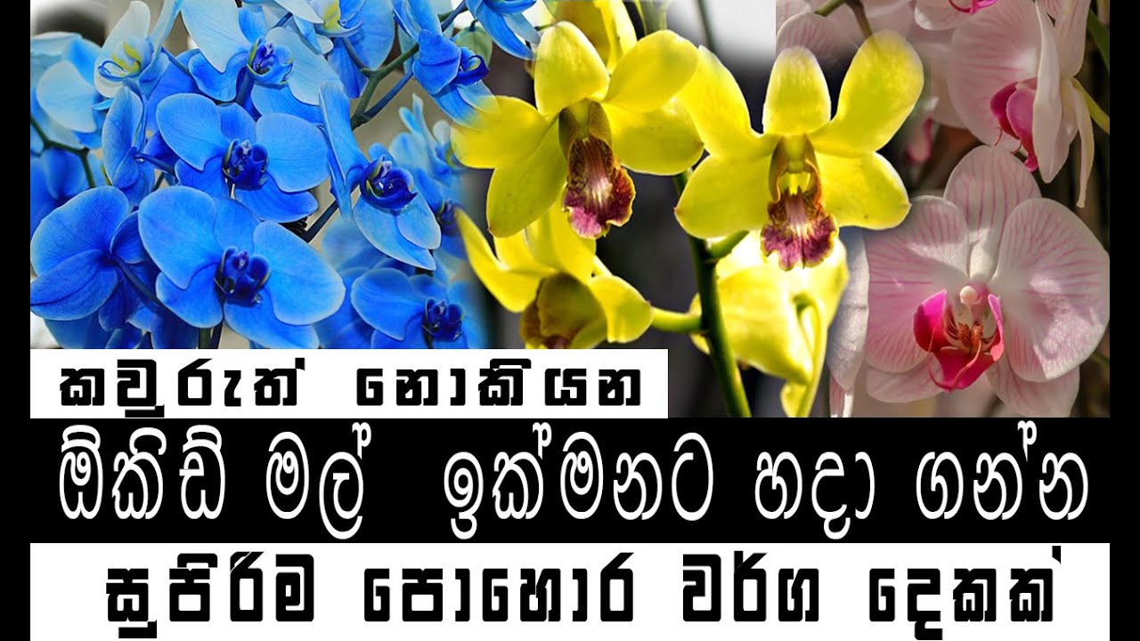 ඕකිඩ් මල් යායක් හදාගන්න හරිම ක්‍රමය| how to grow orchid 2025|ඕකිඩ් වගාව මුල සිට සරලව|orchid care