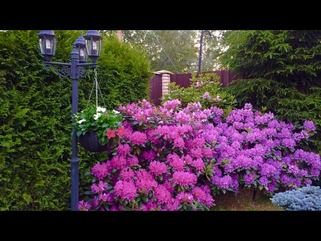 Уход за рододендроном осенью/ подготовка к зиме