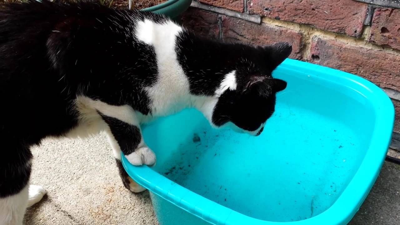 Jake the cat drinking his dirty rain water!